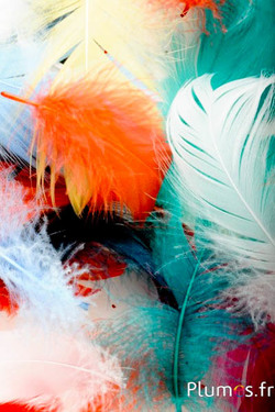 Oca - 4-6 cm - multicolore